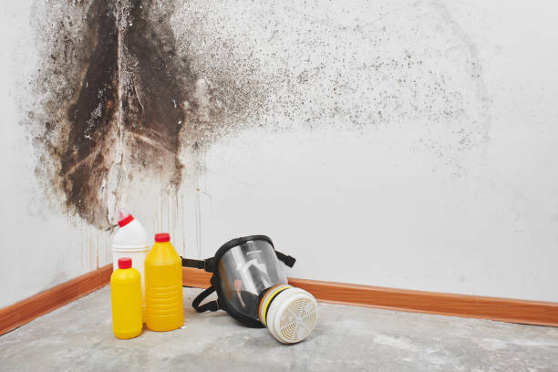 Best Office Mold Removal Services  in Ridge, NY