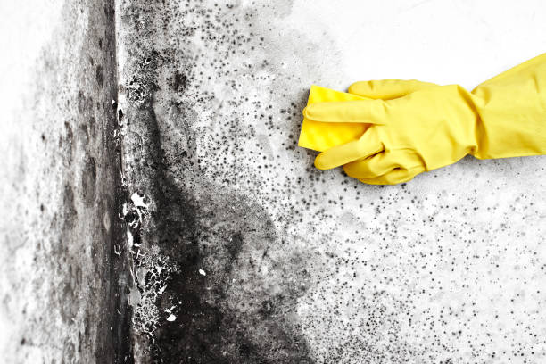 Best Black Mold Removal  in Ridge, NY