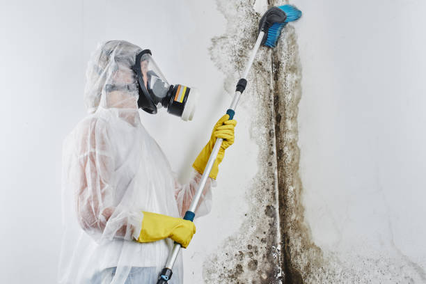 Professional Mold Removal in Ridge, NY