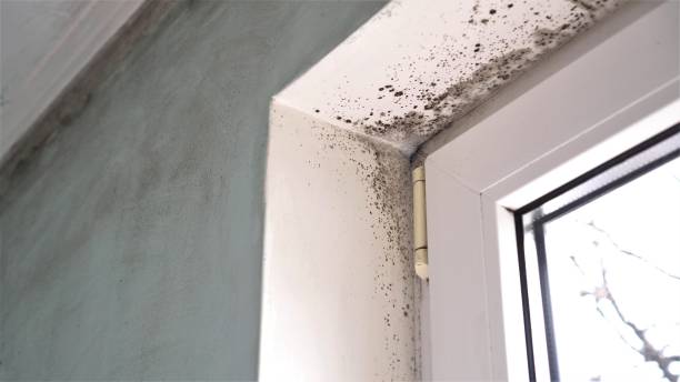 Mold Removal Process in Ridge, NY