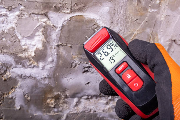 Best Home Mold Removal  in Ridge, NY