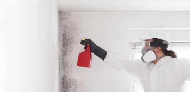 Best Emergency Mold Removal  in Ridge, NY